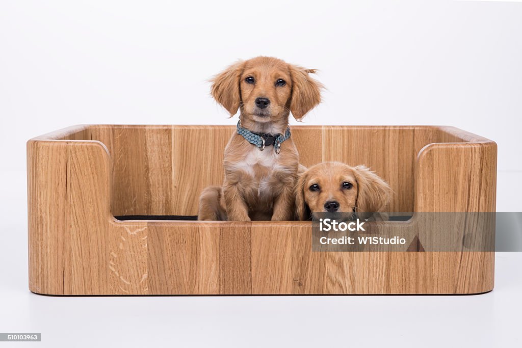 Puppies in bed Two beautiful puppies in wooden dog bed. Happy and sleepy. Pet Bed Stock Photo