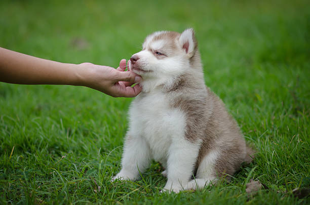 istock woman's hand plays with puppy 510104341