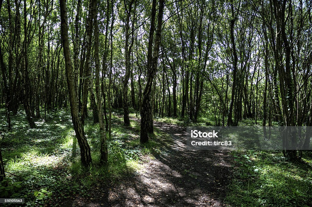 Green shady woodland path Color Image Stock Photo