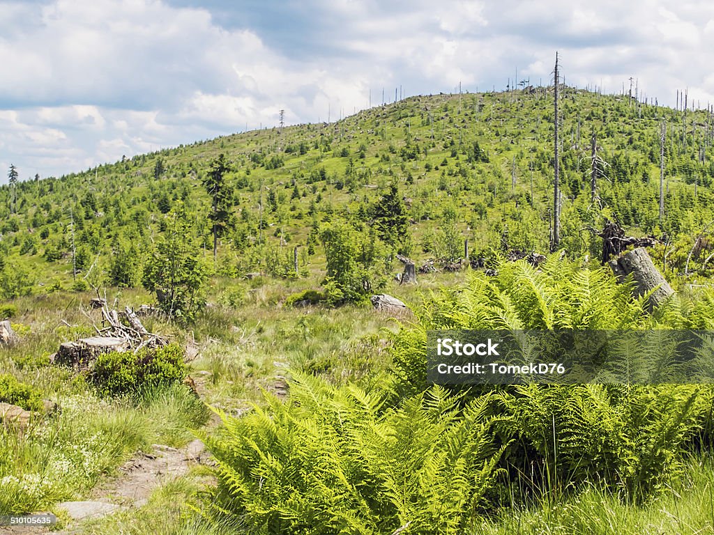 Green Sumertime in the Bavarian Forest Bavaria Stock Photo