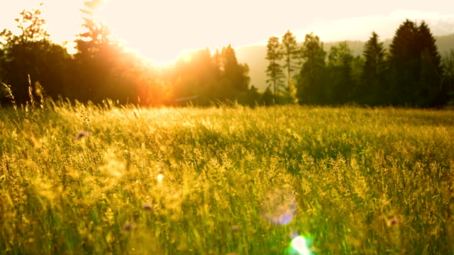 SLO MO Meadow In The Sunset