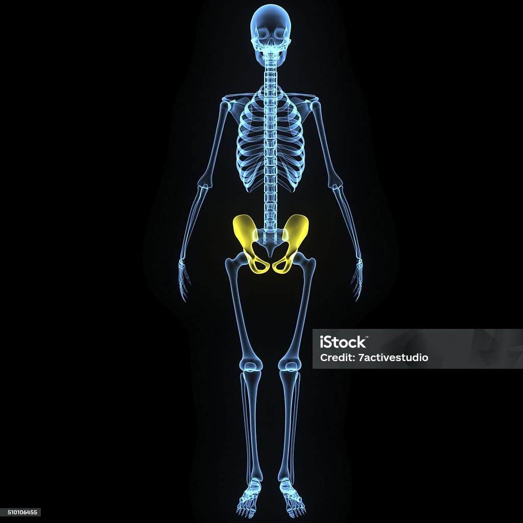 Hip joint The hip bone is formed by three bones; ilium, ischium, and pubis. Anatomy Stock Photo