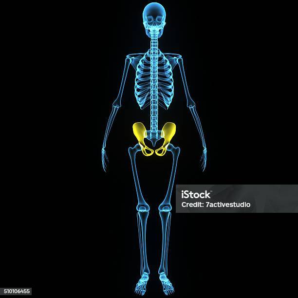 Hip Joint Stock Photo - Download Image Now - Anatomy, Biology, Biomedical Illustration