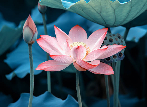 istock blooming lotus flower 510107127