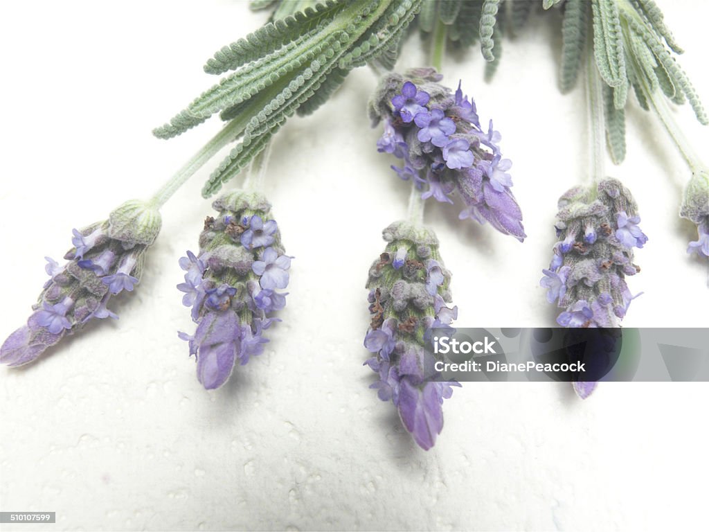 Longish Leaves Lavender is a beautiful fragrant hardy perennial Mediterranean, shrub ideal for the border, it's a typical English cottage-style herb plant with healing benefits Beauty In Nature Stock Photo