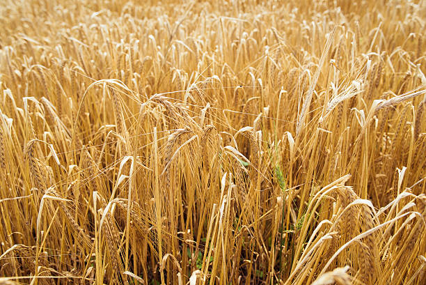 istock Ukrainian field of rye 510108165
