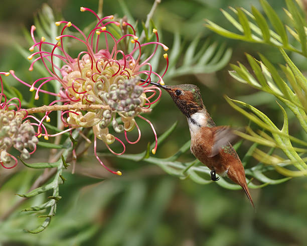 istock Hummingbird feeding at a flower. 510125933