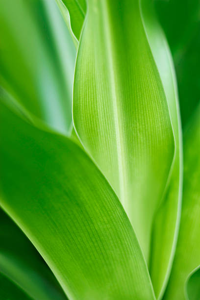 istock Green plant leaf and fresh abstract background 510126557