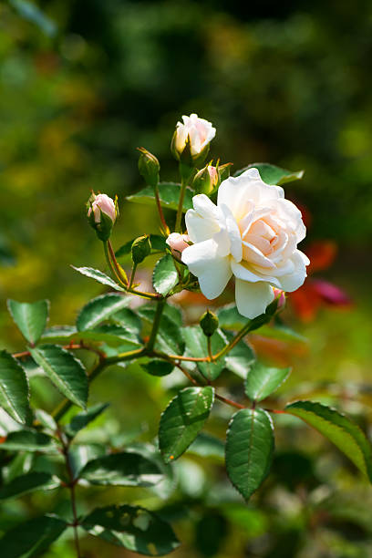 istock Close up of historical white Rose, Prosperity, England 1919 510128639