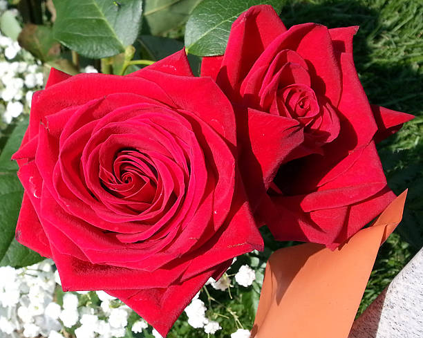 Red Roses stock photo