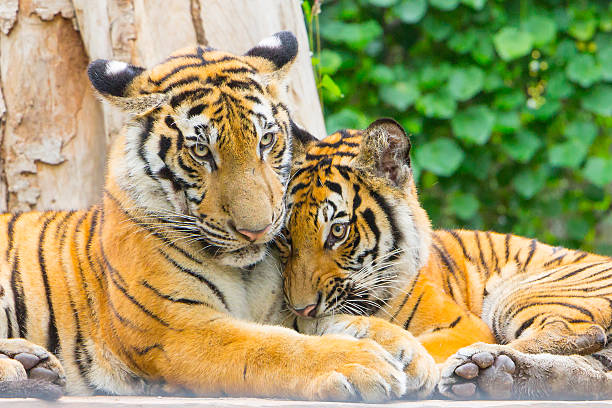 istock Portrait of a bengal tiger 510129915