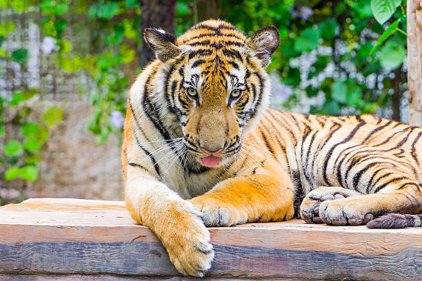 istock Portrait of a bengal tiger 510129933