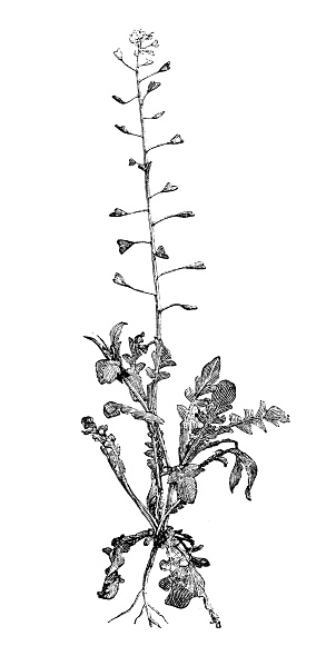 Antique illustration of Capsella bursa-pastoris (shepherd's purse)