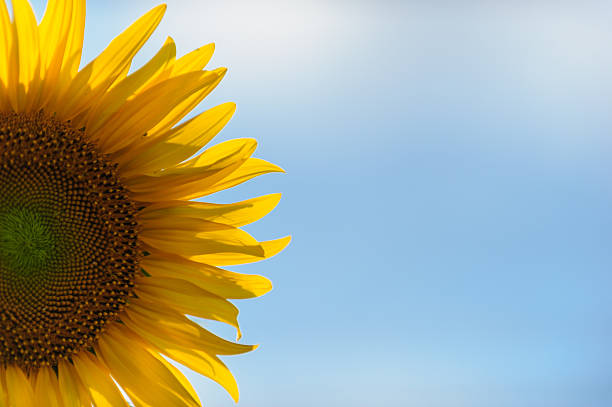 istock Top of sunflower wih blue sky 510131019