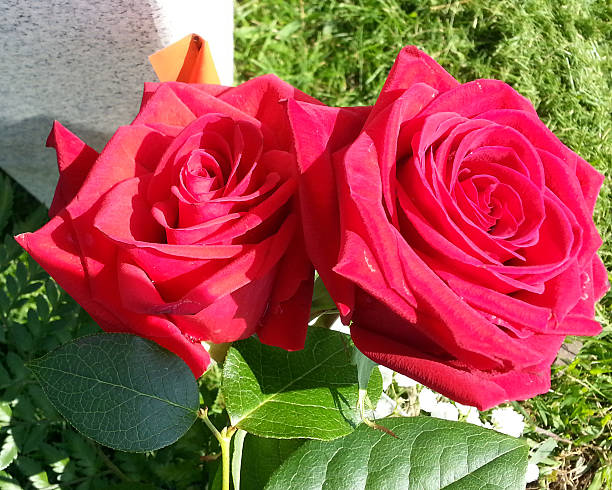Red Rose Pair stock photo