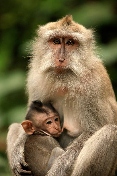 istock Family of monkeys 510131367