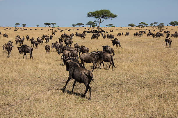 istock Serengeti plains with migration of wildebeest 510131721