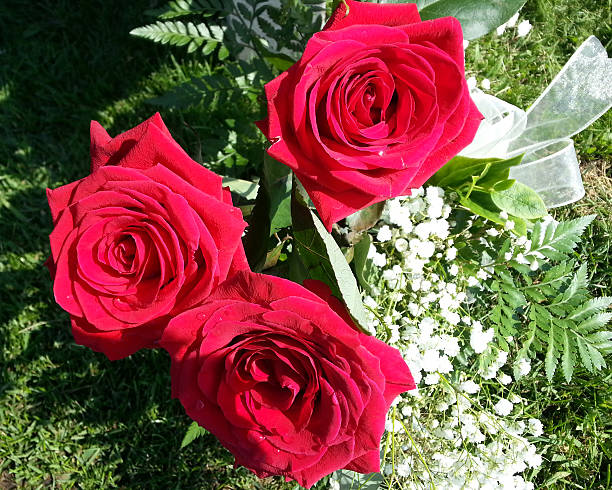 rose trio stock photo
