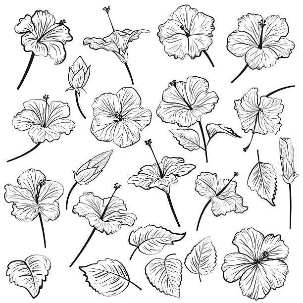 Vector illustration of Hand Drawn Illustration Of Hibiscus Flowers