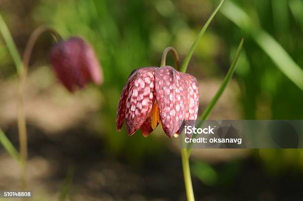 Guineahen Flowers Stock Photo - Download Image Now - Animal Wildlife, Beauty, Blossom