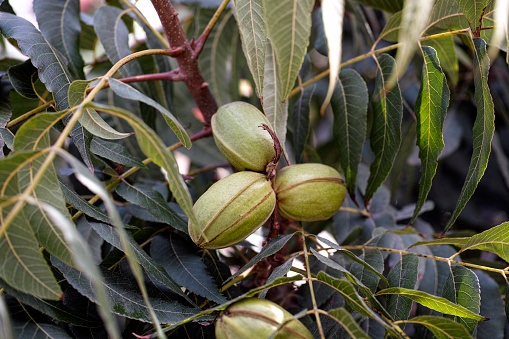 Young pecan nuts growing on tree