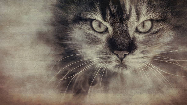istock Digital art, paint effect, Tortoiseshell calico cat face, fine portrait 510149974