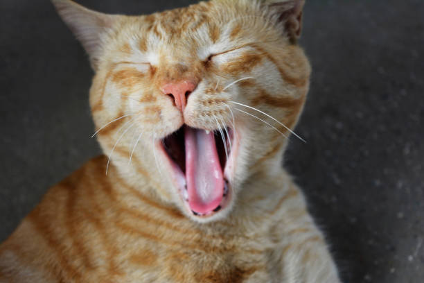 istock Face of a yawning cat 510150358