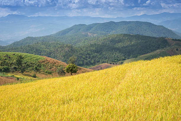 yellow Terraced Rice Field for agriculture and harvest themes at yellow Terraced Rice Field for agriculture and harvest themes at Pa Pong Pieng , Mae Chaem, Chiang Mai, Thailand agricultural themes stock pictures, royalty-free photos & images