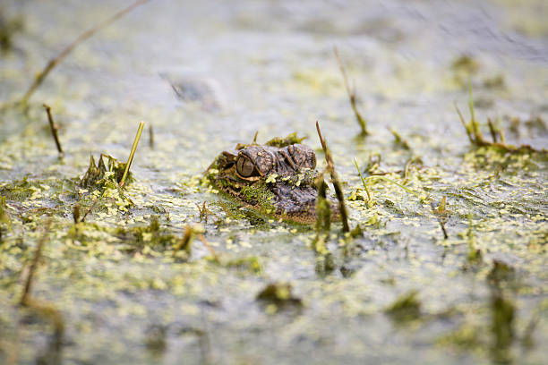 istock baby alligator in the water 510150998