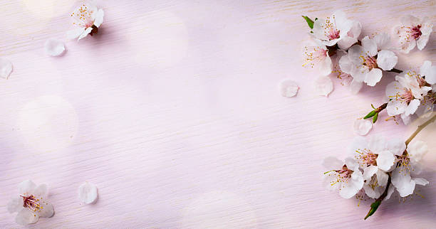 istock art Spring Blooming; spring flowers on wooden background 510151300