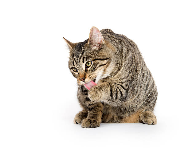 Tabby cat licking paw Cute tabby cat licking its paw isolated on white background paw licking domestic animals stock pictures, royalty-free photos & images