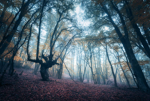 istock Scary mysterious forest in fog in autumn. Magic trees. Nature 510151458