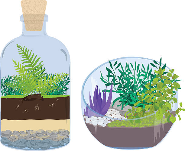 Plants in bottles. Terrariums with tree. Plants in bottles. Terrariums with tree. terrarium stock illustrations