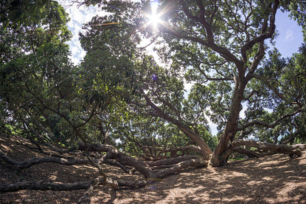 istock new zealand pohutukawa 510152410