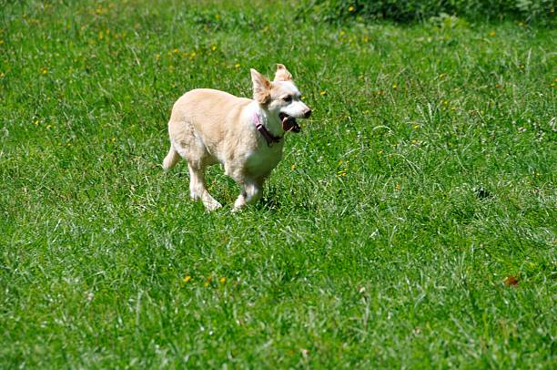 Beiger dog runs across meadow stock photo