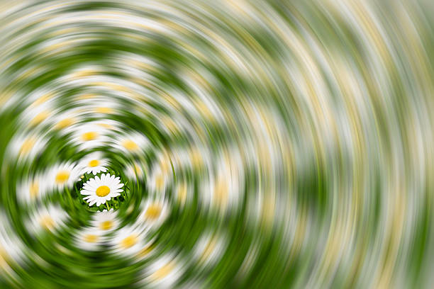 Spin blur of daisies in summer garden, with copy space in outer circles
