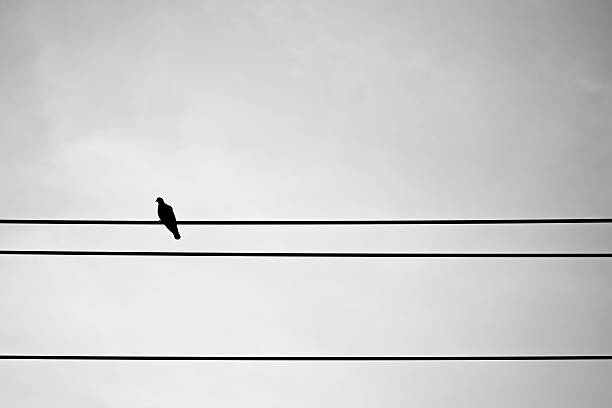 istock Silhouette pigeon on electric wire 510152804