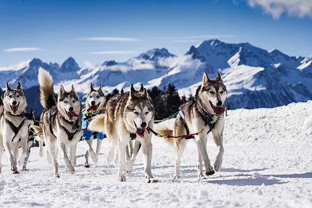 istock Sledge dogs in speed racing 510153428