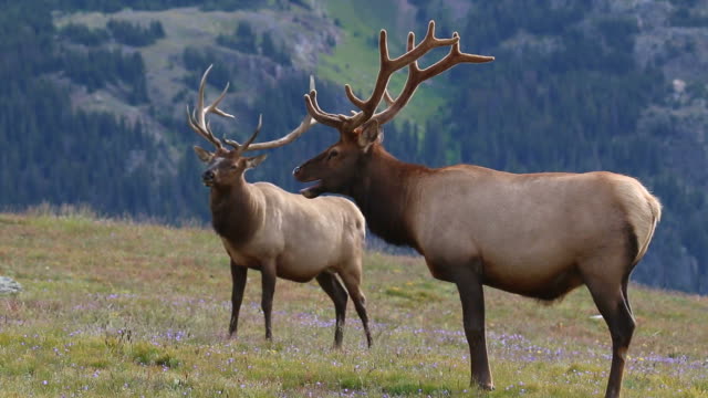 HD video impressive Colorado bull elk pair