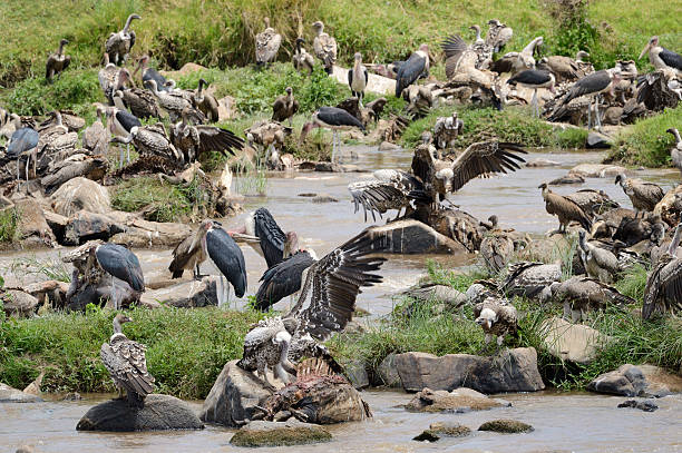 Vultures and Marabu's scavenge Vultures and Marabu's scavenge on drowned wildebeest. marabu stork stock pictures, royalty-free photos & images