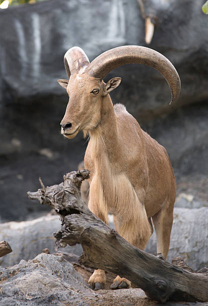 istock male Barbary sheep (Ammotragus lervia) 510153911