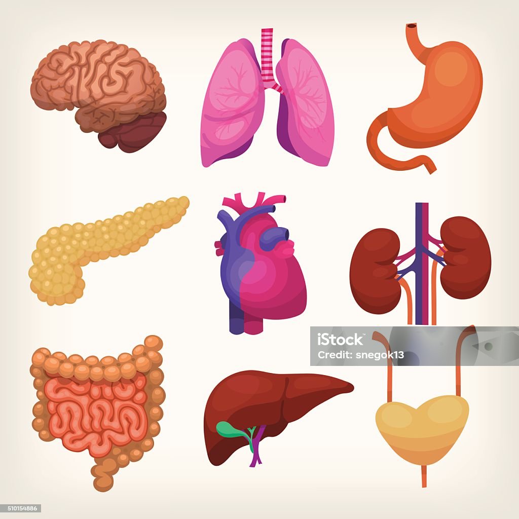 Body organs Set of colorful realistic human body organs The Human Body stock vector