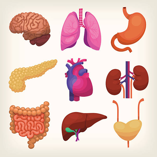 Body organs Set of colorful realistic human body organs kidney organ stock illustrations