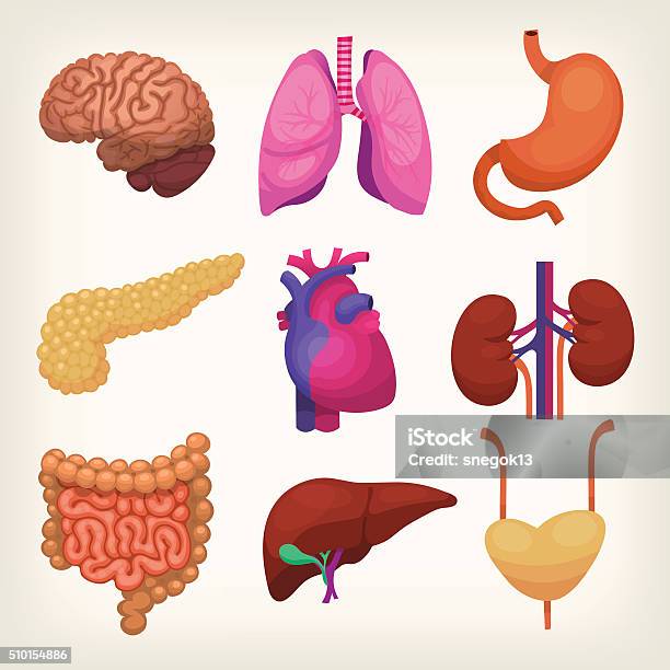 Body Organs Stock Illustration - Download Image Now - The Human Body, Human Internal Organ, Vector