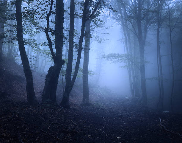istock Scary mysterious forest in fog in autumn. Magic trees. Nature 510155106