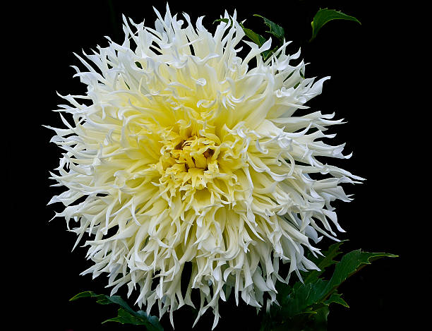fleur dahlia blanc - close up sunlight white perennial photos et images de collection