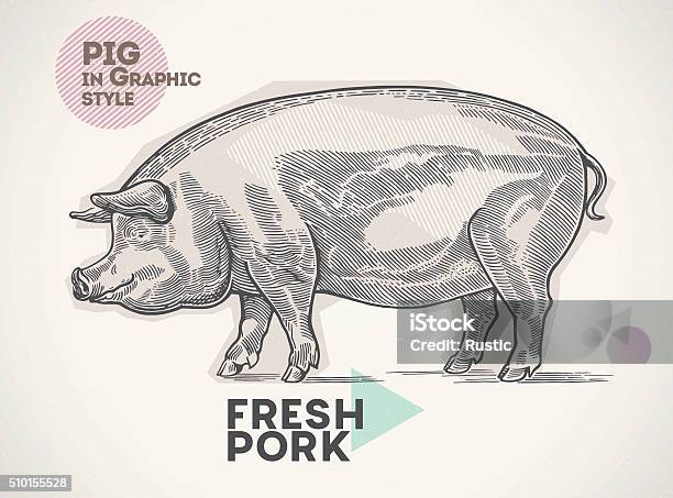 Pig Graphics Designs Graphical Pig Stock Illustration - Download Image Now - Pig, Engraved ...