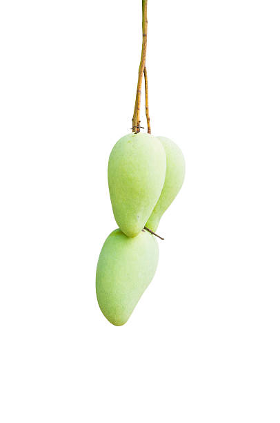 istock Close up of mangoes isolated on white with clipping path. 510155841