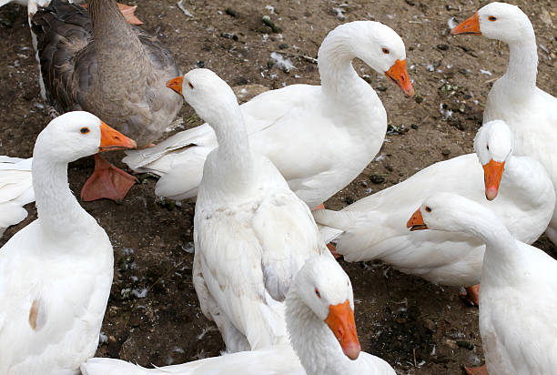 istock many white geese with very soft plumage on the farm 510155859