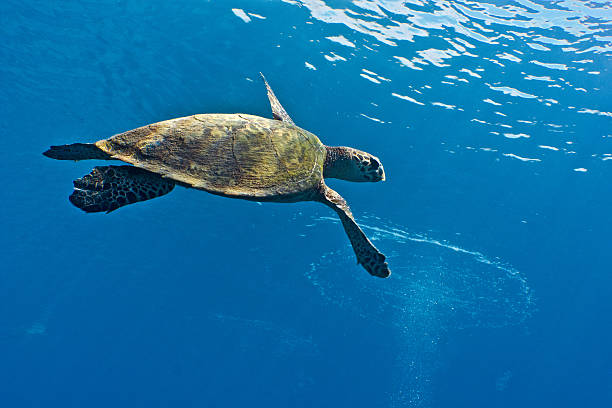 Sea turtle stock photo